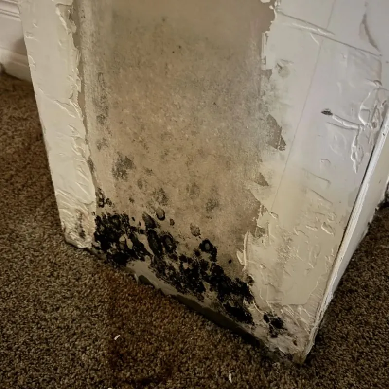 Professional Mold Removal in Cache County, UT